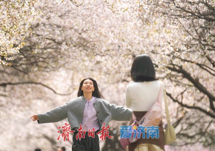 繁花盛开，校园“樱花大道”迎来最美时刻