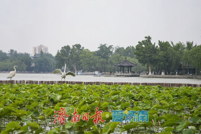 一年四季 泉在济南丨碧荷初露新装，大明湖铺展翠色锦缎