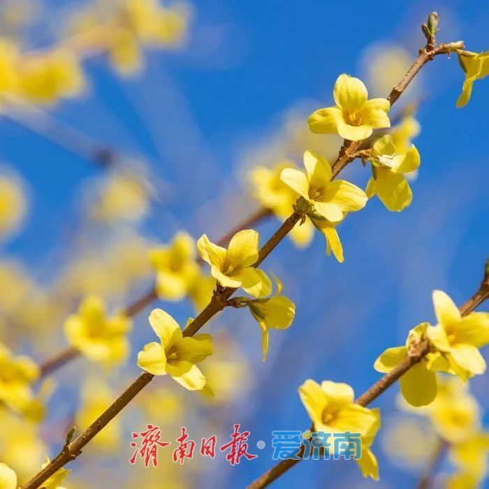 春日暖阳，带你奔赴浪漫花约，济南市特色林果赏花攻略来啦→