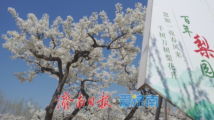 “春风漫梨园，花开似雪来” 在商河赴一场百年梨花之约！