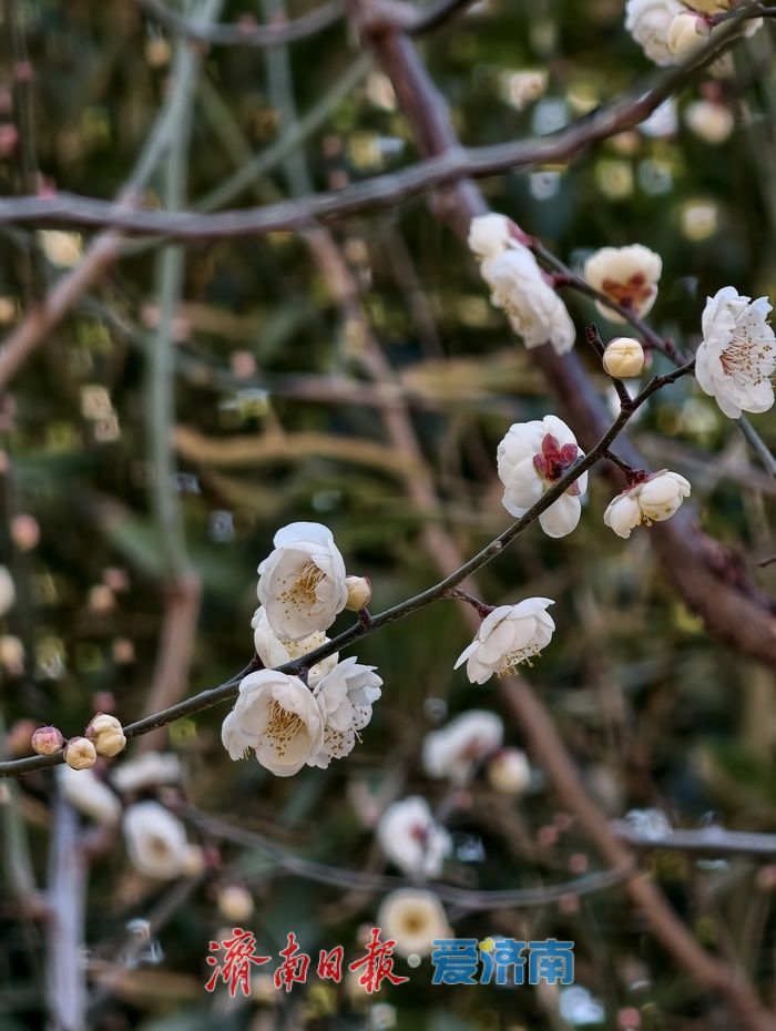 一年四季 泉在济南丨遇见“梅”好！元旦假期济南泉畔白梅盛开