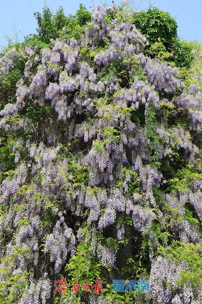 泉城公园“紫藤瀑布”成为新晋打卡点