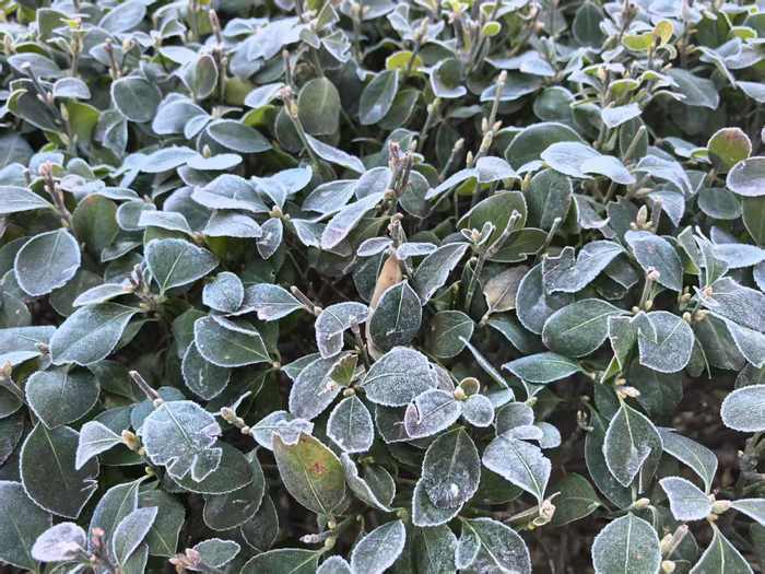 是霜不是雪！今晨草木披银装，泉城见霜华