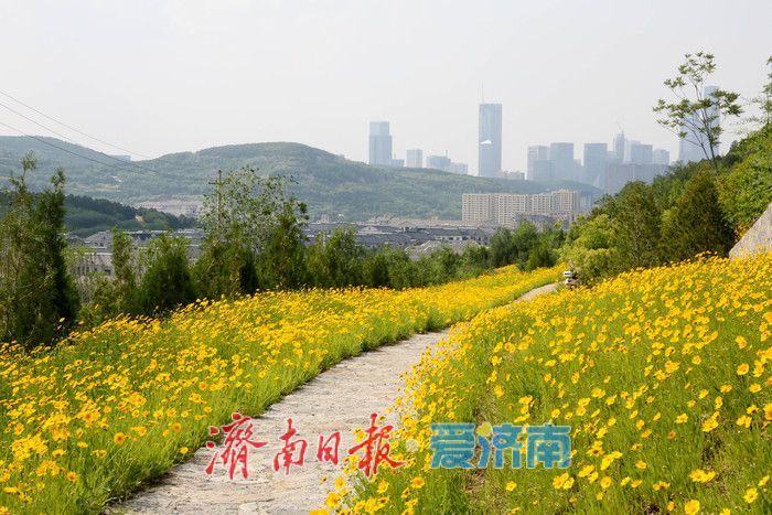 一年四季 泉在济南丨金鸡菊盛开，邂逅初夏金色浪漫
