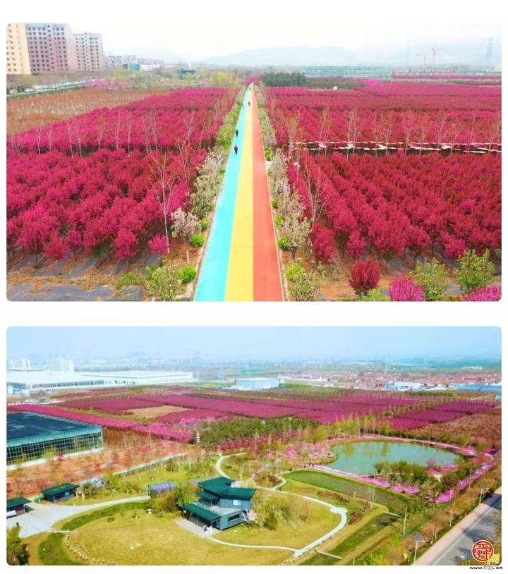 章丘官庄百花园樱花烂漫，来赴一场春日盛宴