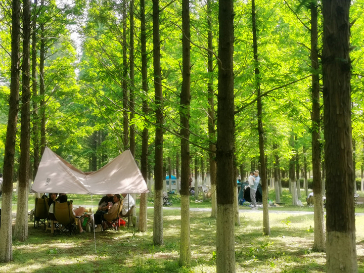 新晋打卡地！济南鲜花港万平花海美到炸