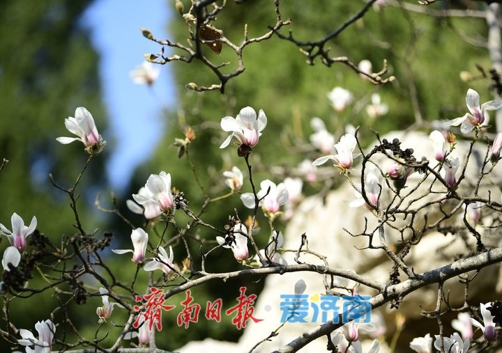 繁花作序 市井成歌 百花公园玉兰市集演绎春日“花漾”盛宴