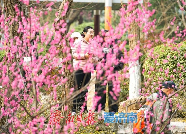 一年四季 泉在济南丨春日“香”约佛慧山，梅开溪畔花满枝