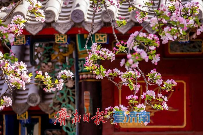 历下海棠花开！这些宝藏地赏花正当时