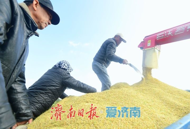 稻浪翻滚收割忙， 雨后抢收保归仓