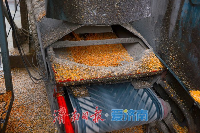 辐射7.5万亩，日烘1800吨：山东粮食烘干“旗舰”已就位，迎战阴雨天气