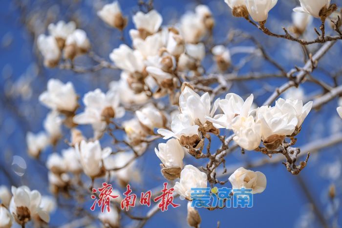 暖阳催花绽！泉城广场玉兰花悄然盛开，邂逅早春浪漫