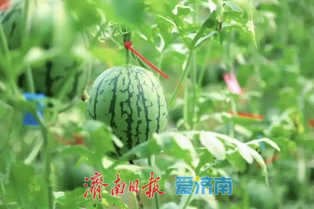 济南这颗西瓜，种出十亿产业！