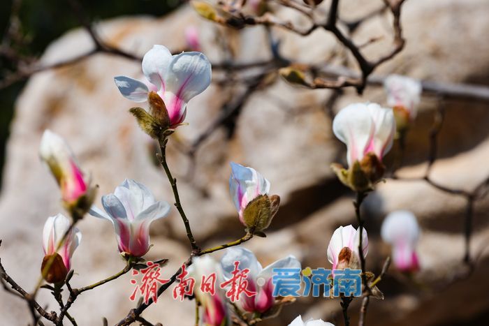 一年四季 泉在济南丨玉兰初绽报春归 百花公园奏响春日序曲