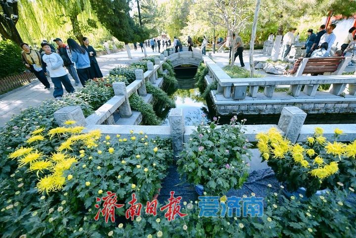 赏名泉喷涌品菊影婆娑，第47届趵突泉金秋菊展即将启幕