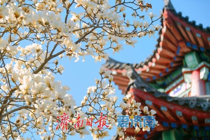 湖畔玉兰美若仙，春意盎然醉人眼