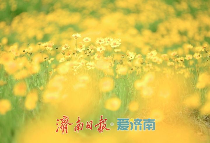 一年四季 泉在济南丨一年一度别错过！初夏时节泉城金鸡菊花海美爆了