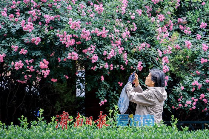 一年四季 泉在济南丨蔷薇花开满街巷 暮春美景醉人心