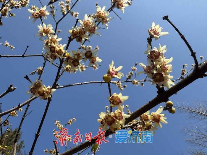 寒冬暗香溢泉城 泉城公园蜡梅迎冬绽放