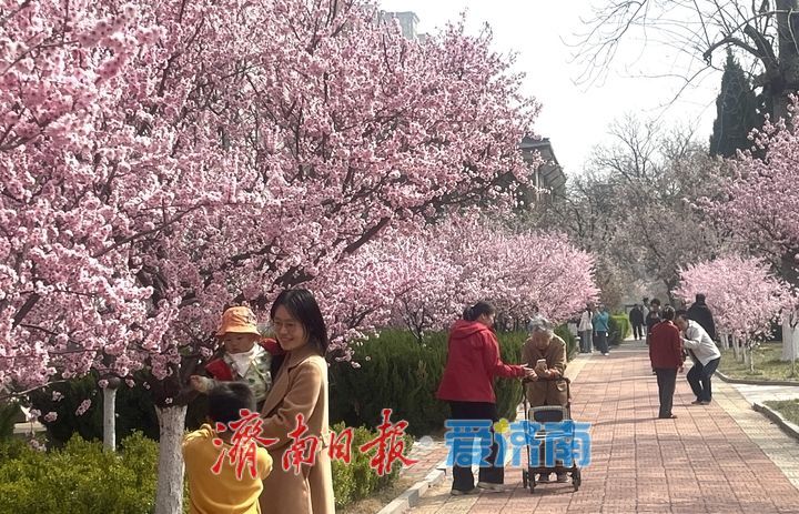 高校校园春意浓 花海引客醉其中