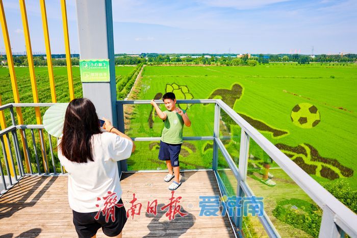 一年四季 泉在济南丨苌家庄稻田画扮靓泉城初秋画卷