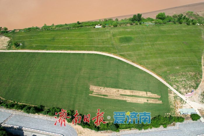 黄河生态廊道铺就生态绿毯 济南岸线景观持续提质