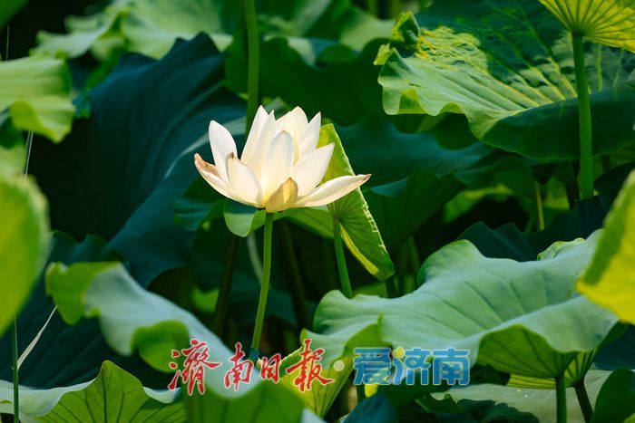 满湖荷花映华山 夏日风光惹人醉