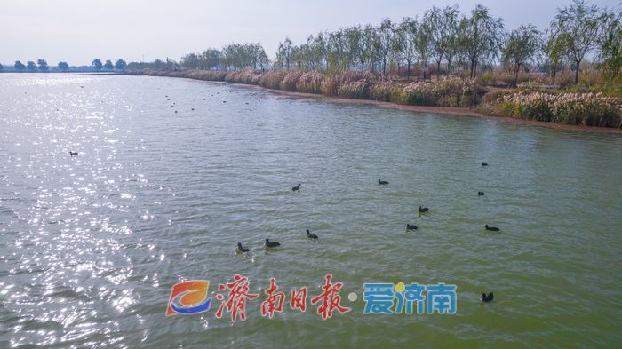 罕见！章丘白云湖首次迎来白化白骨顶