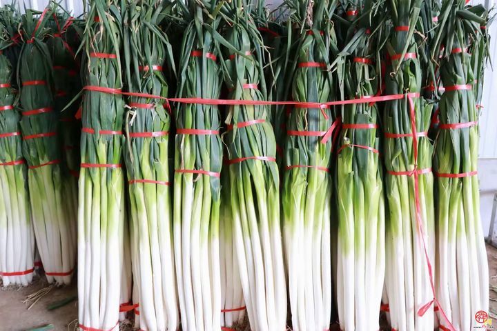 宁家埠街道：育人才提品质，做强“大葱产业”文章