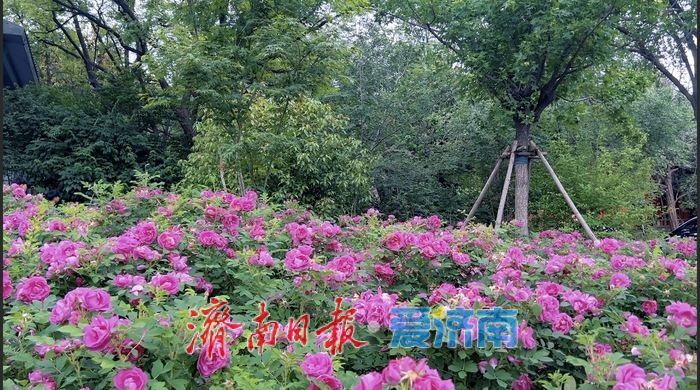 千佛山景区长者学堂北侧玫瑰盛放