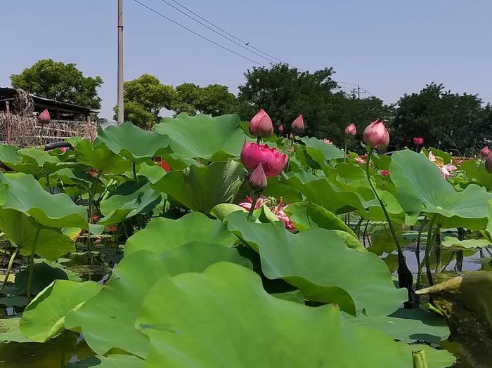 赏荷纳凉正当时！跟着赏荷地图走起