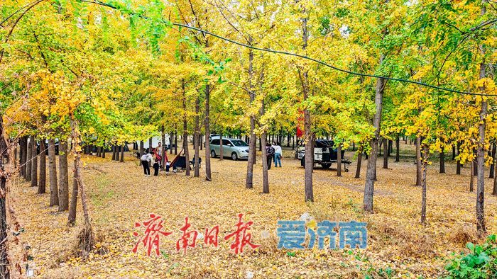 黄河岸秋意渐浓！济南沿黄九美银杏林悄然转黄 半月后迎盛景