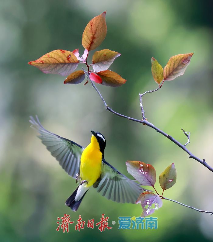 “鸭蛋黄”现身济南华山湖！