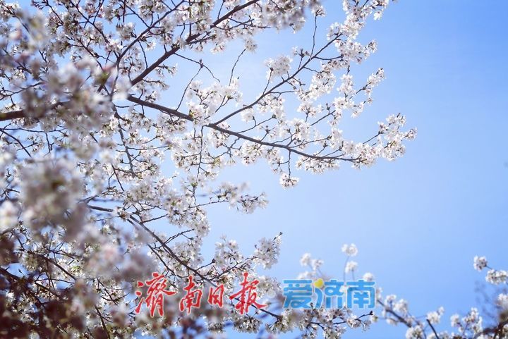 滨湖广场樱花盛放，成春日热门打卡点