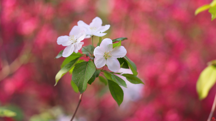 如诗如画 海棠依旧