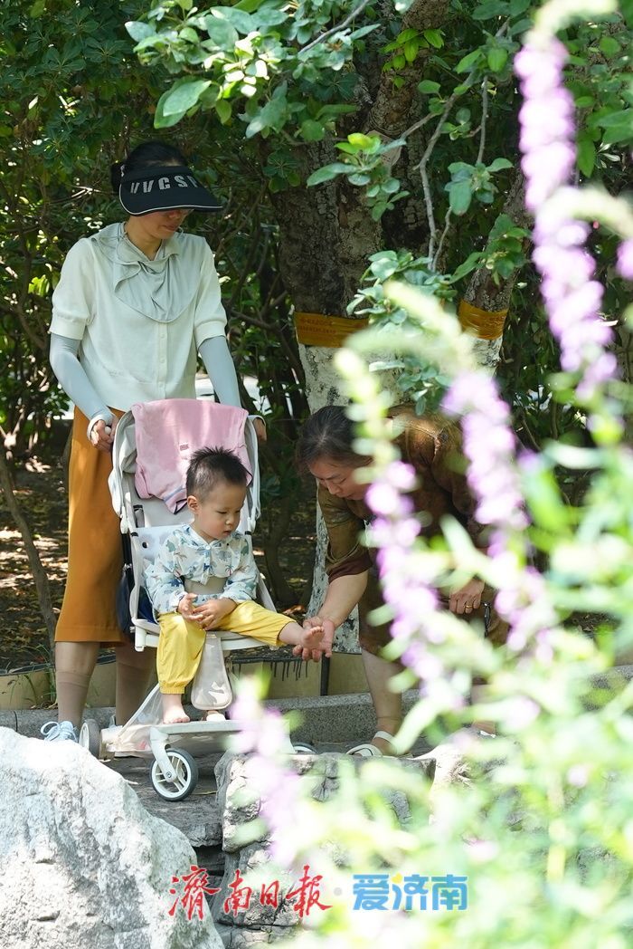 仲夏花事正盛！五龙潭千屈菜萱草花映泉绽放