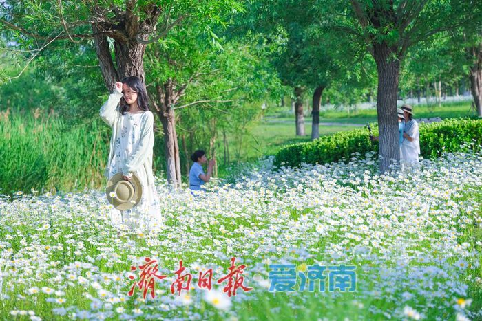 华山湖公园大滨菊盛放 解锁初夏限定浪漫