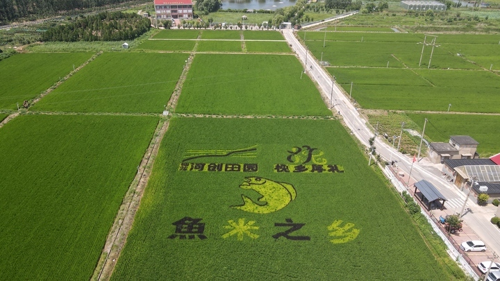 “稻田画”扮靓初秋泉城乡村