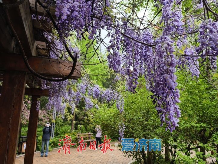 花香四溢如梦似幻！济南森林公园紫藤花开醉游人