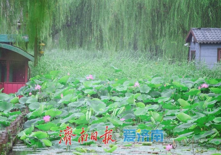 一年四季 泉在济南｜雨打荷花别样艳，泉城明湖江南韵