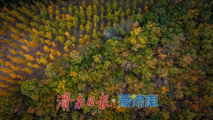 一年四季 泉在济南丨济南小清河源头湿地公园:秋色斑斓,湿地生态绘就自然之美