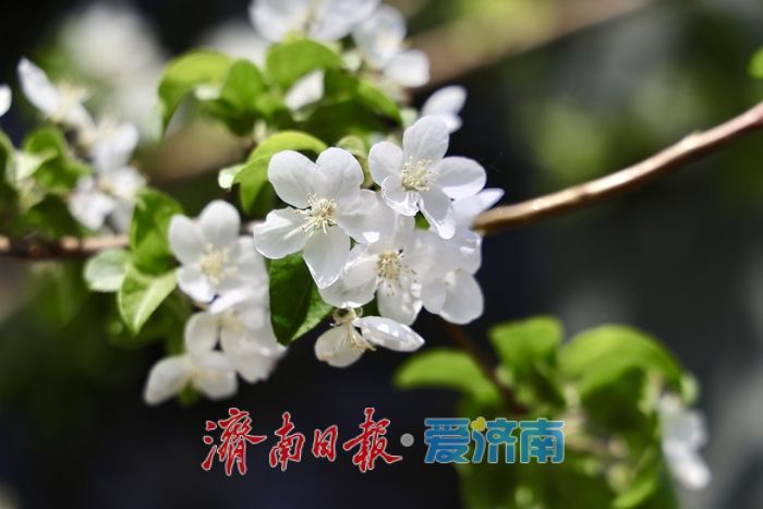 梦幻海棠花开 地铁站外遇春潮