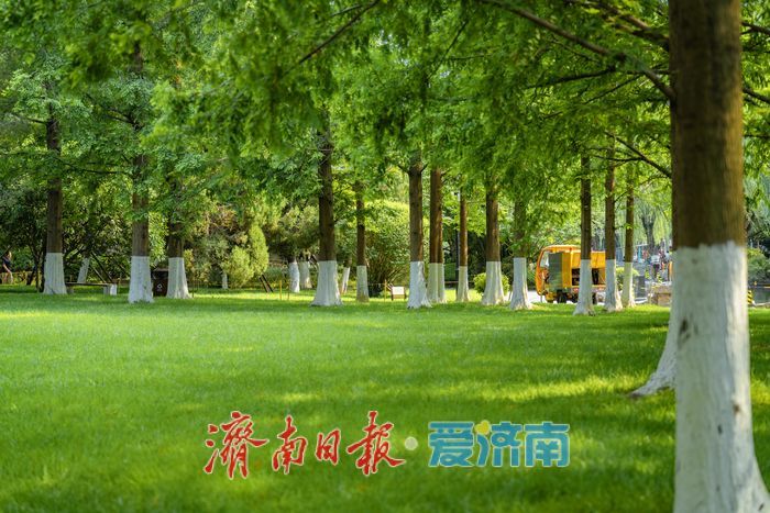 一年四季 泉在济南丨荫如盖水杉林，五龙潭草坪变身城市“清凉客厅”