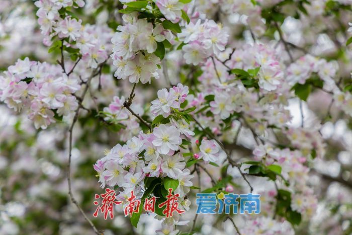 一年四季 泉在济南丨樱花海棠相竞艳，泉城春色醉游人