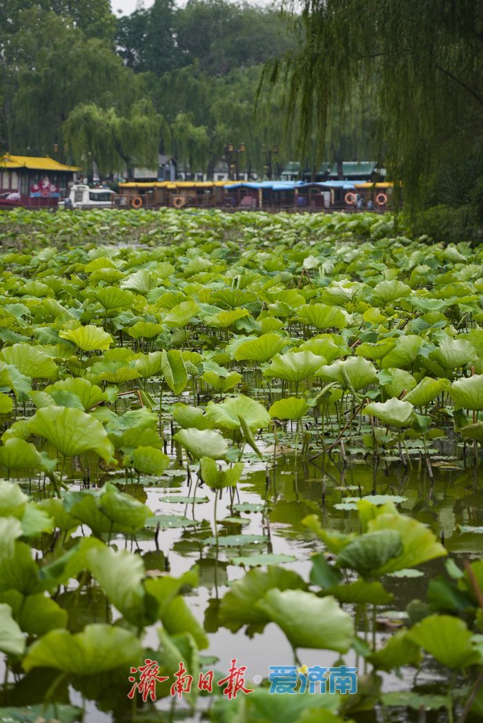 一年四季 泉在济南丨碧荷初露新装，大明湖铺展翠色锦缎