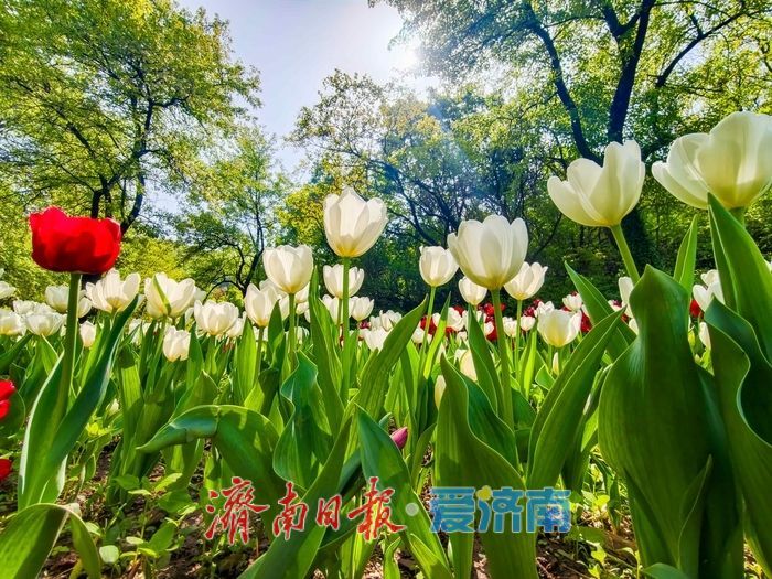 一年四季 泉在济南丨红叶谷百万郁金香盛放，点亮泉城春日盛景