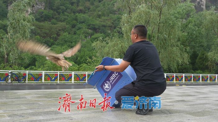 济南伤愈猛禽放飞南山