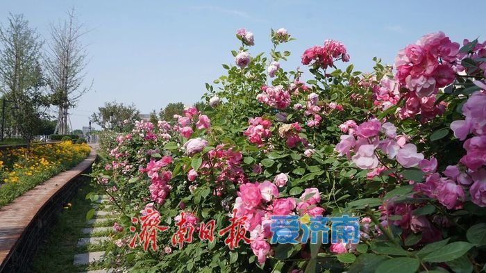 2026年济南特色道路赏花指南——全城花海，一路芬芳