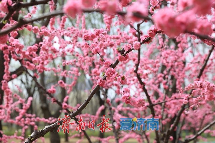 多彩花卉缤纷绽放，济南森林公园赏花正当时！