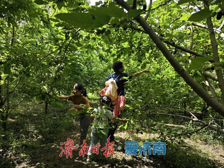初夏桑葚甜 亲子采摘热 